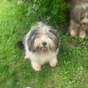 Meet your Posher, Brook